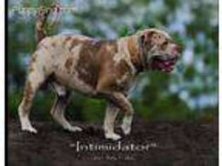 Alapaha Blue Blood Bulldog Puppy for sale in Palm Coast, FL, USA