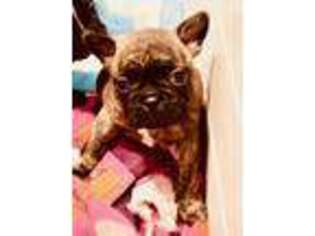 French Bulldog Puppy for sale in Summerville, SC, USA