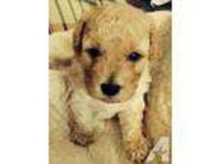 Goldendoodle Puppy for sale in NORTH LITTLE ROCK, AR, USA