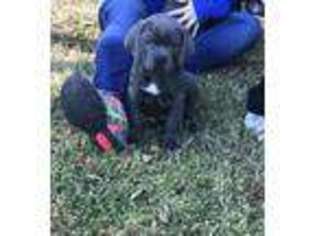 American Staffordshire Terrier Puppy for sale in Orrum, NC, USA