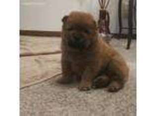 Chow Chow Puppy for sale in Oklahoma City, OK, USA