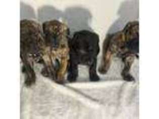 Great Dane Puppy for sale in Churchville, VA, USA