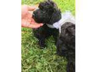 Labradoodle Puppy for sale in Lumberton, TX, USA