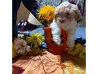 Havanese Puppy for sale in Martinsville, VA, USA