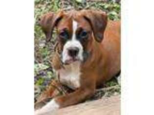 Boxer Puppy for sale in Greenville, SC, USA