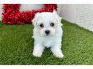 Maltese Puppy for sale in South Bend, IN, USA