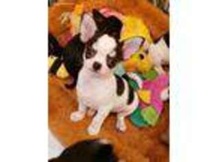 Chihuahua Puppy for sale in Saint Paul, MN, USA
