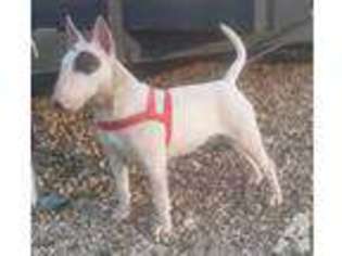 Bull Terrier Puppy for sale in RUSHVILLE, IN, USA