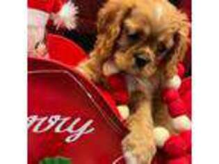 Cavalier King Charles Spaniel Puppy for sale in Sylmar, CA, USA