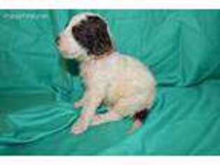 Springerdoodle Puppy for sale in Evensville, TN, USA