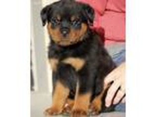 Rottweiler Puppy for sale in Reeds Spring, MO, USA