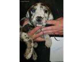Great Dane Puppy for sale in Festus, MO, USA
