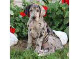 Great Dane Puppy for sale in Canton, OH, USA
