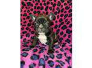 French Bulldog Puppy for sale in Waldorf, MD, USA