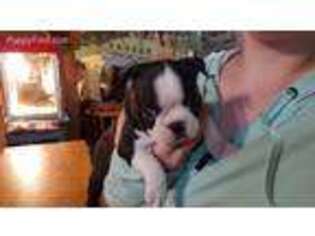Boston Terrier Puppy for sale in Mercersburg, PA, USA