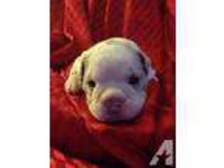 Olde English Bulldogge Puppy for sale in DANVILLE, WA, USA