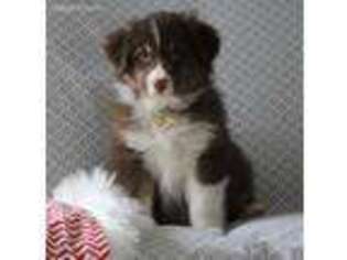 Australian Shepherd Puppy for sale in Shipshewana, IN, USA