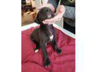 Great Dane Puppy for sale in New Palestine, IN, USA