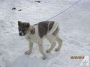 Akita Puppy for sale in AFTON, TN, USA
