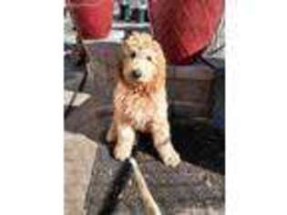 Goldendoodle Puppy for sale in Platteville, CO, USA