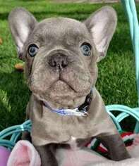 French Bulldog Puppy for sale in Ada, MI, USA
