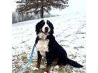 Bernese Mountain Dog Puppy for sale in Blue Grass, IA, USA