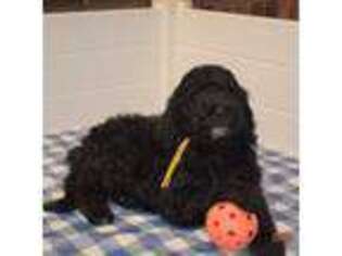 Labradoodle Puppy for sale in Bergton, VA, USA