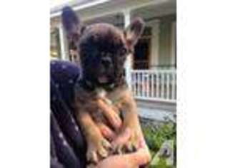 French Bulldog Puppy for sale in PETALUMA, CA, USA