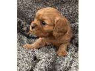 Cavalier King Charles Spaniel Puppy for sale in Nash, OK, USA