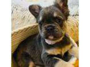 French Bulldog Puppy for sale in Monee, IL, USA
