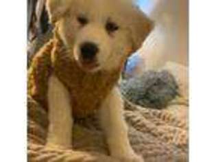 Great Pyrenees Puppy for sale in Fairfax, VA, USA
