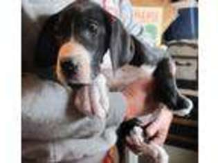 Great Dane Puppy for sale in Reno, NV, USA