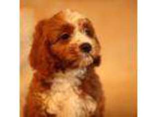 Cavapoo Puppy for sale in Uvalda, GA, USA