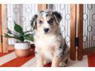 Australian Shepherd Puppy for sale in Naples, FL, USA