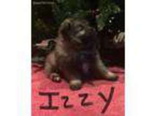Keeshond Puppy for sale in Fergus Falls, MN, USA
