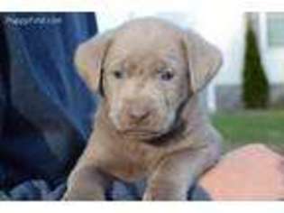 Labrador Retriever Puppy for sale in Vanleer, TN, USA
