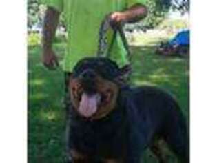 Rottweiler Puppy for sale in Bonfield, IL, USA