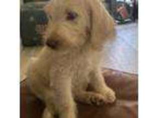 Labradoodle Puppy for sale in Colleyville, TX, USA