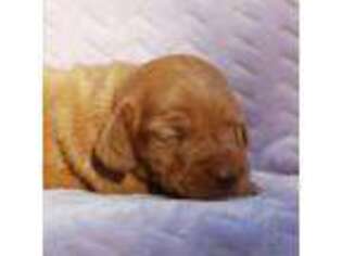 Dachshund Puppy for sale in Mabank, TX, USA