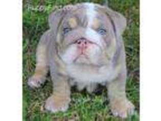 Bulldog Puppy for sale in Westville, IN, USA