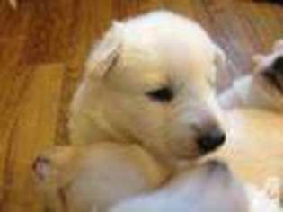 Mutt Puppy for sale in MIDDLETOWN, CT, USA