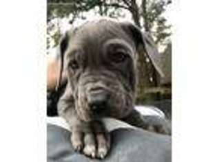 Neapolitan Mastiff Puppy for sale in Lufkin, TX, USA