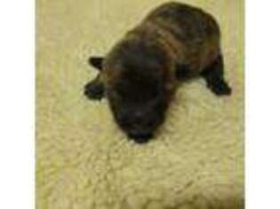 Cairn Terrier Puppy for sale in Burlington, NC, USA