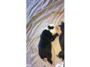 Medium Photo #1 Olde English Bulldogge Puppy For Sale in Vandalia, IL, USA