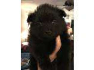 Pomeranian Puppy for sale in Dothan, AL, USA