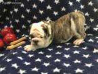 Bulldog Puppy for sale in Desert Center, CA, USA