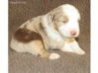 Miniature Australian Shepherd Puppy for sale in Hazel Green, AL, USA