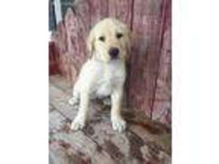 Labrador Retriever Puppy for sale in Goldthwaite, TX, USA