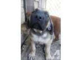 Mastiff Puppy for sale in OWEGO, NY, USA