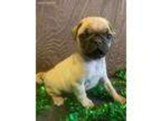 Pug Puppy for sale in Clifton, NJ, USA